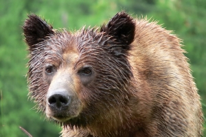 Great Bear Rainforest, Canada