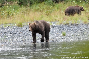 Le gros mâle Kodiak dans les yeux