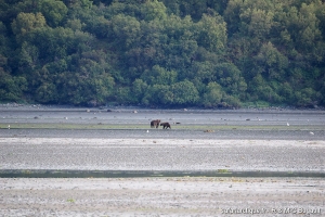 L'ours Kodiak dans tous ses états