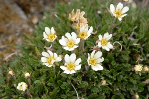 La flore du Spitzberg: quel instinct de survie! 