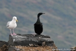 KODIAK oiseaux034