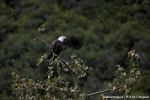 KODIAK oiseaux046