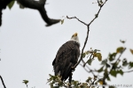 KODIAK oiseaux048