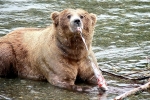 Alaska Katmai  164  1260