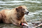 Alaska Katmai  166  1262