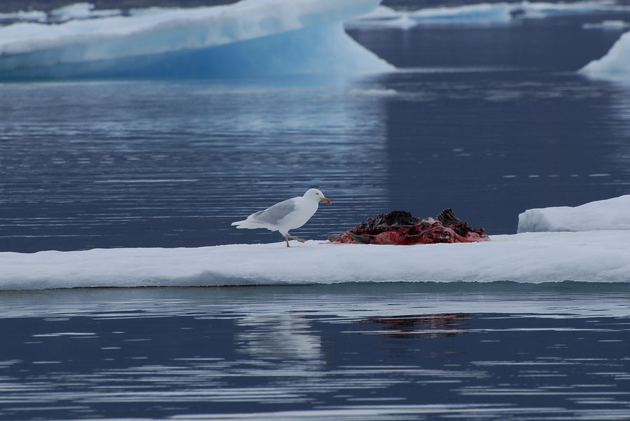 PANGNIRTUNG 900X600 22