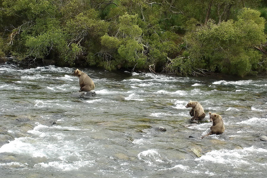 Alaska Katmai (56)